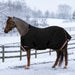 KPP-LATEST-SCR-2026-10|7SCR180-PONY|G|01c4ed7b7da9a896d31f