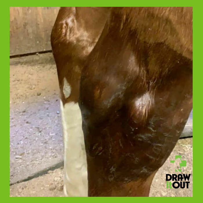Draw It Out® 16oz Horse Liniment Gel | Daily Care