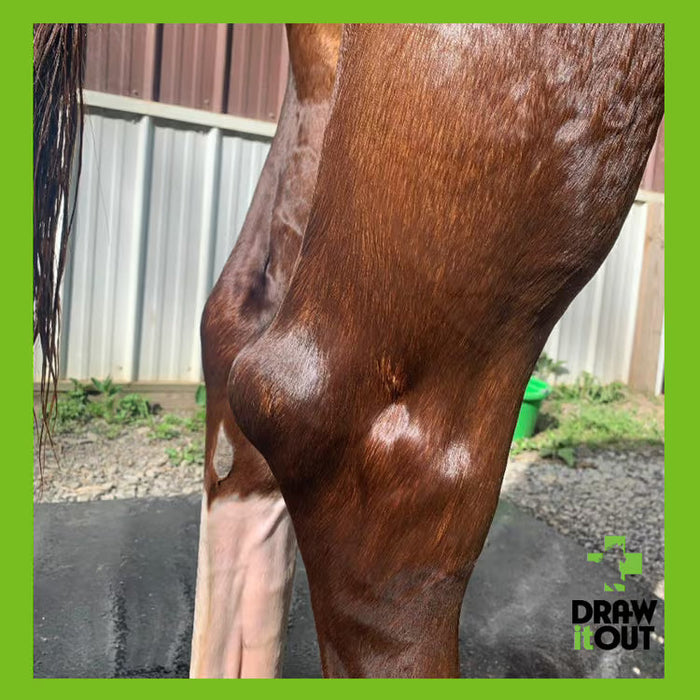 Draw It Out® 16oz Horse Liniment Gel | Daily Care