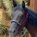Clinician Training Rope Halter with Braided Nose Kensington Protective Products