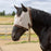 Draft Fly Mask with Fleece Trim - Dual Ear Holes