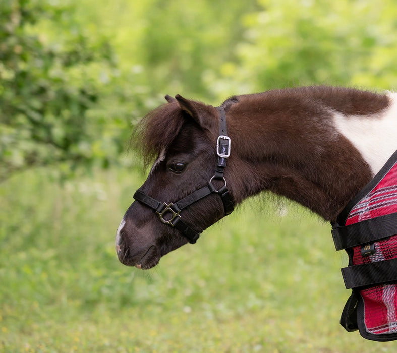 Standard Nylon Halter - Mini & Pony