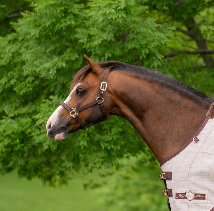 Standard Nylon Halter - Mini & Pony