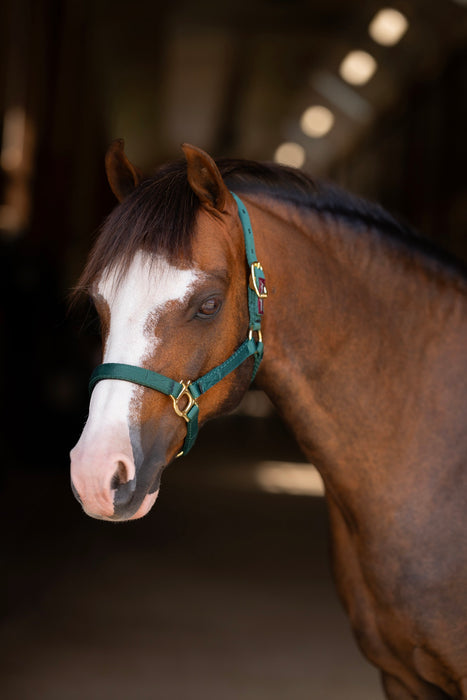 Standard Nylon Halter - Mini & Pony