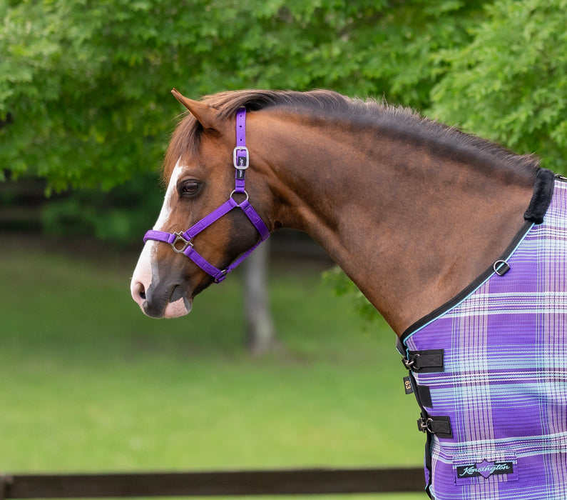 Standard Nylon Halter - Mini & Pony