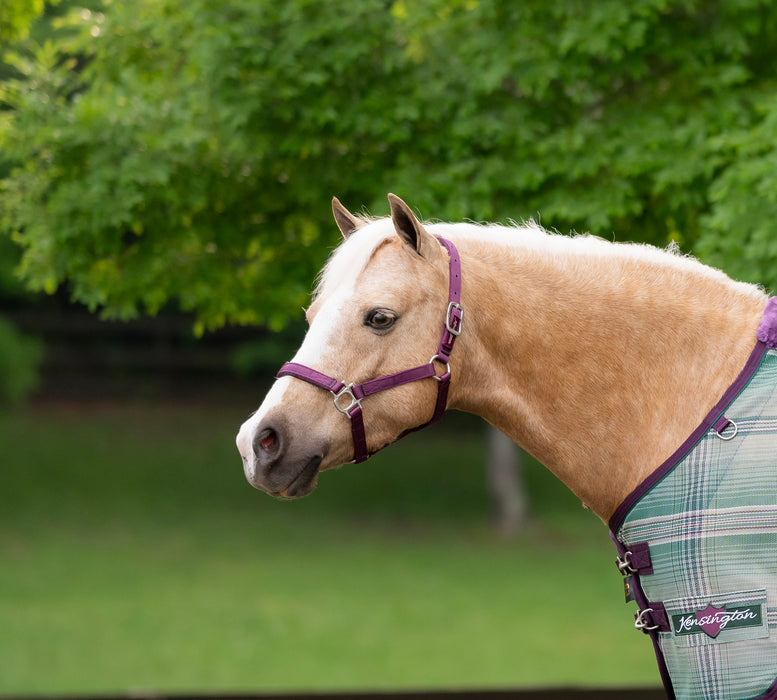 Standard Nylon Halter - Mini & Pony