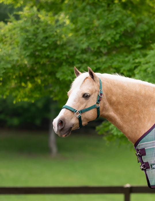 Standard Nylon Halter - Mini & Pony