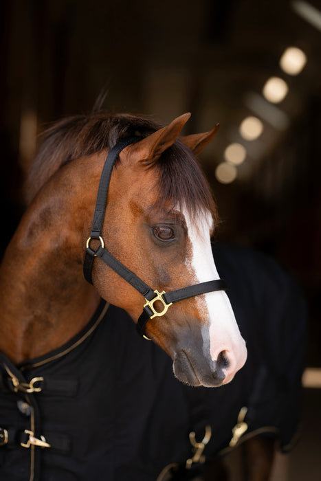 Standard Nylon Halter - Mini & Pony