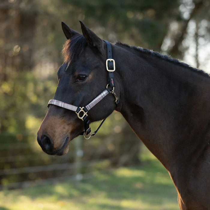 Reflective Nylon Halter with Textliene Kensington Protective Products