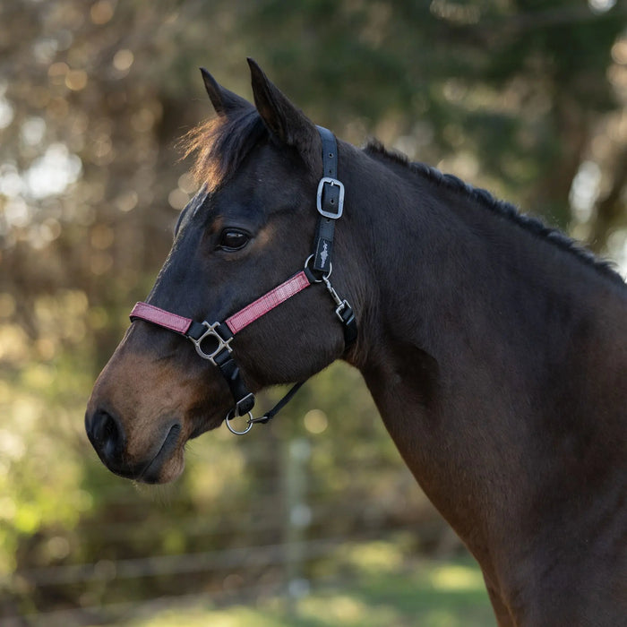 Reflective Nylon Halter with Textliene Kensington Protective Products