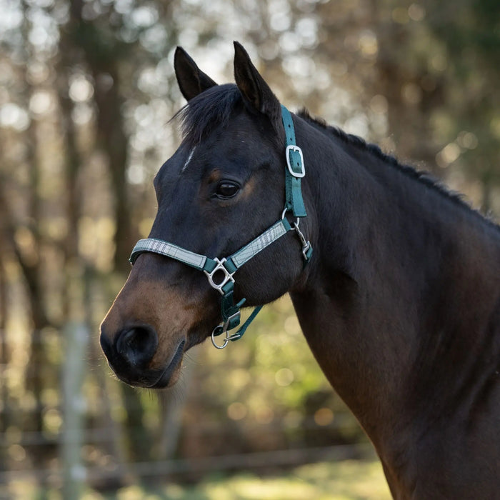 Reflective Nylon Halter with Textliene Kensington Protective Products
