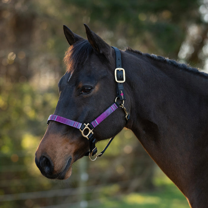 Reflective Nylon Halter with Textilene
Kensington Protective Products