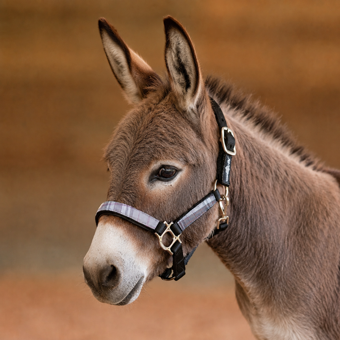 Mini Donkey Reflective Nylon Halter with Textliene