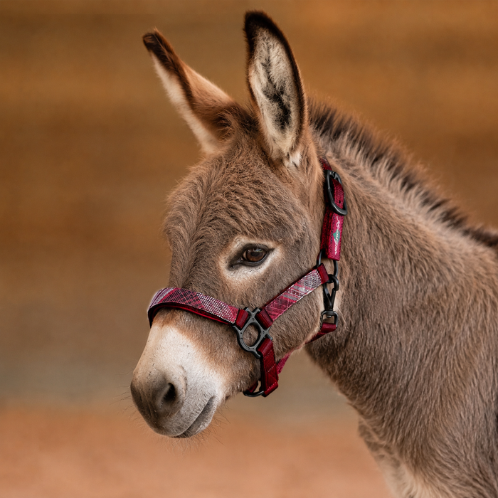 Mini Donkey Reflective Nylon Halter with Textliene