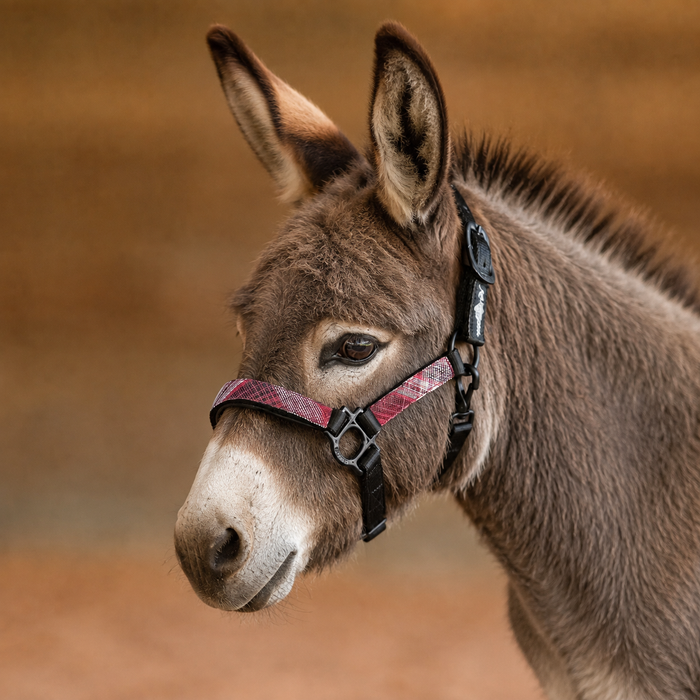 Mini Donkey Reflective Nylon Halter with Textliene
