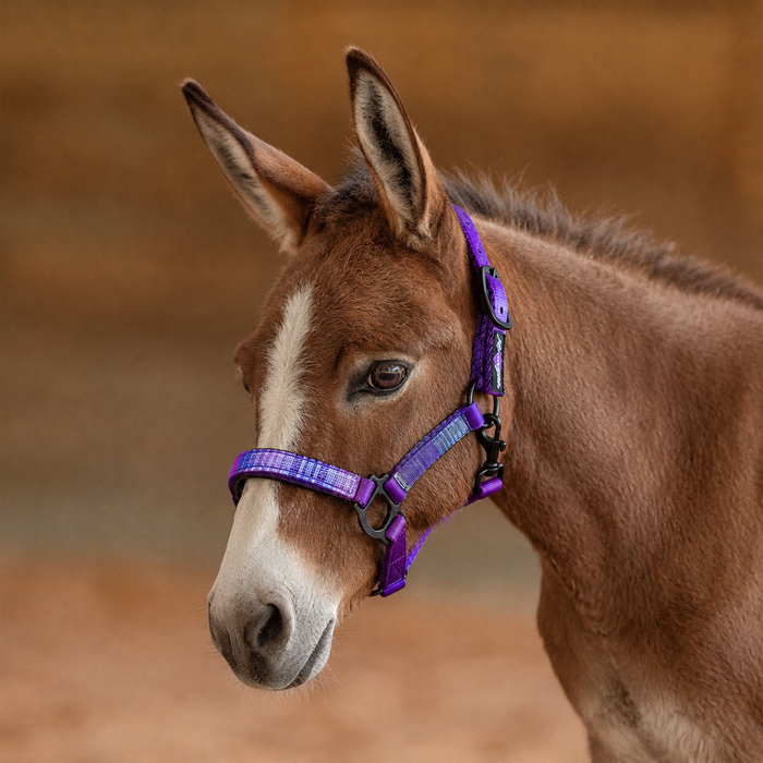 Mini Donkey Reflective Nylon Halter with Textliene