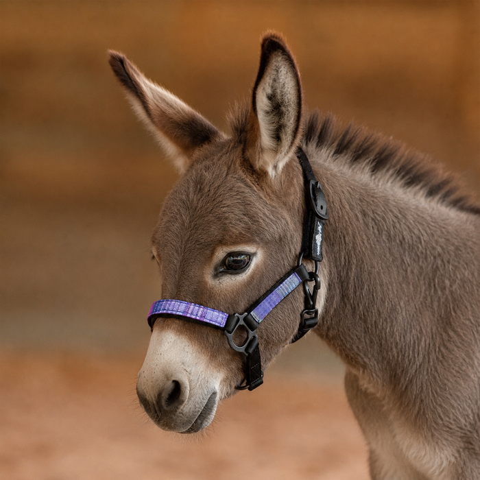 Mini Donkey Reflective Nylon Halter with Textliene