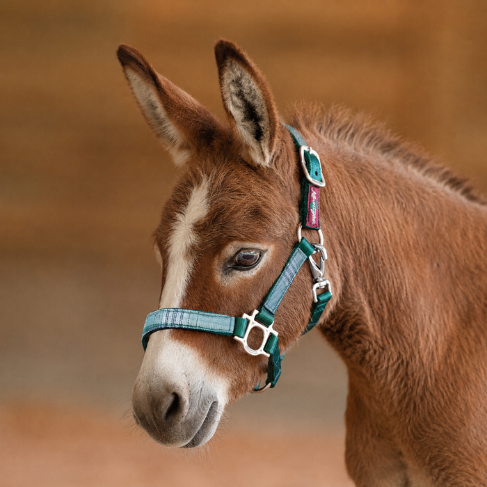 Mini Donkey Reflective Nylon Halter with Textliene