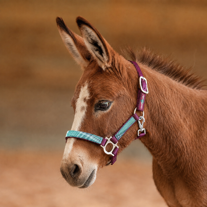 Mini Donkey Reflective Nylon Halter with Textliene