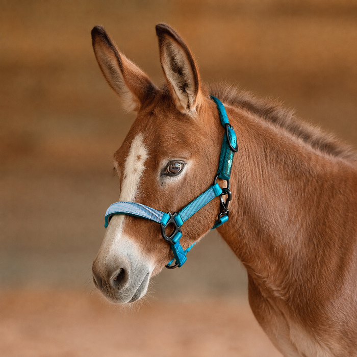 Mini Donkey Reflective Nylon Halter with Textliene