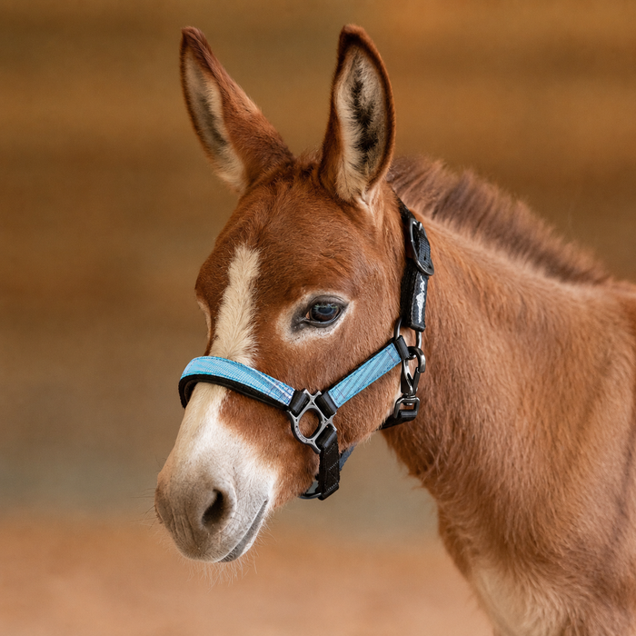 Mini Donkey Reflective Nylon Halter with Textliene