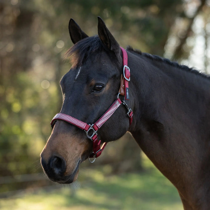 Reflective Breakaway Nylon Halter with Textliene Kensington Protective Products