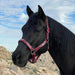 Reflective Breakaway Nylon Halter with Textliene Kensington Protective Products