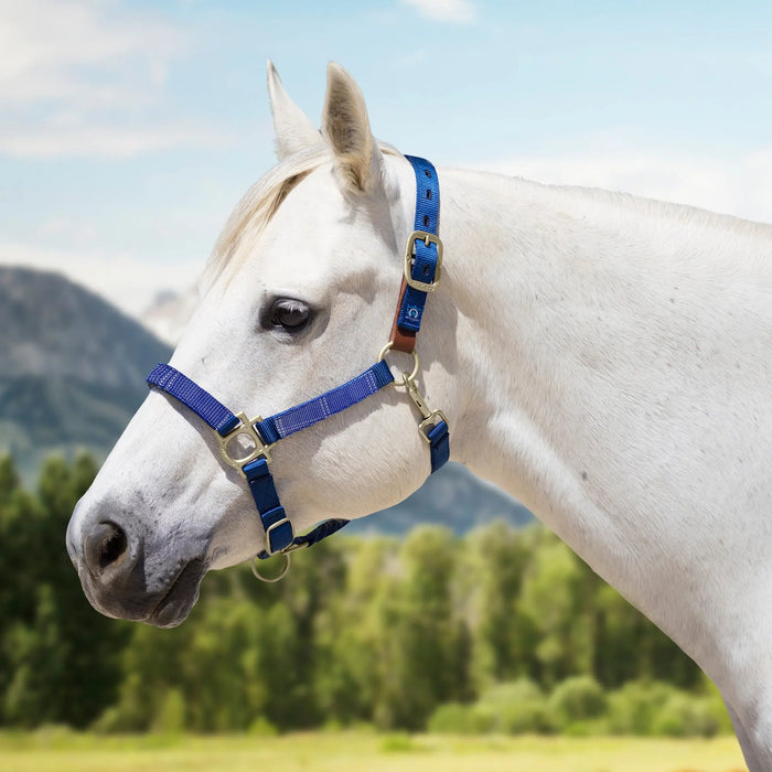 Reflective Breakaway Nylon Halter with Textliene Kensington Protective Products