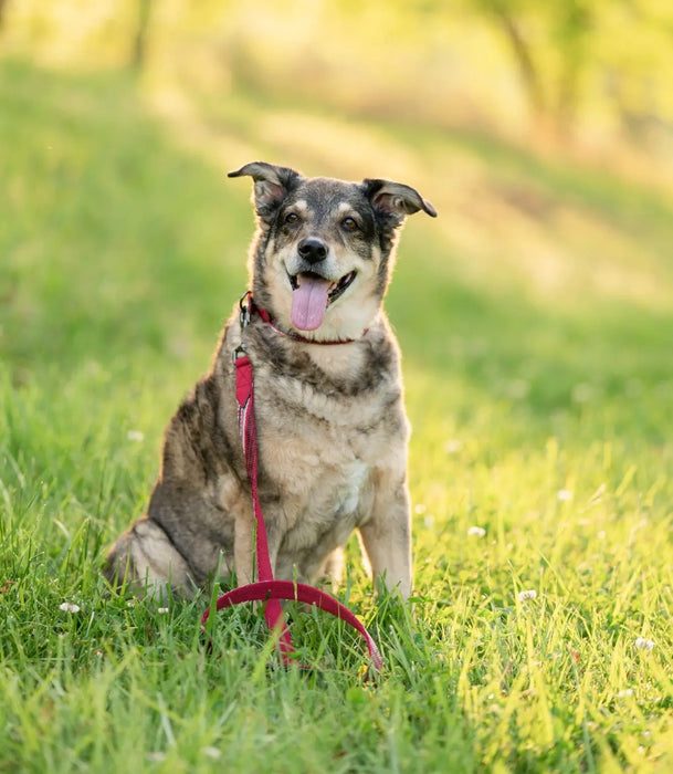 Nylon/Textilene Dog Leash - Safety Reflective with Comfort Handle Kensington Protective Products
