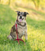 Nylon/Textilene Dog Leash - Safety Reflective with Comfort Handle Kensington Protective Products