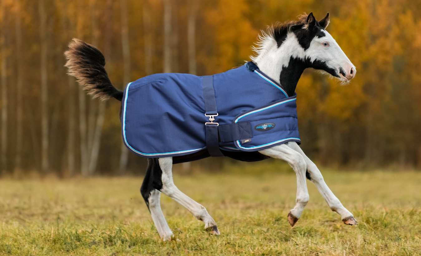 Horse wearing a blue blanket running in a field with autumn trees in the background
