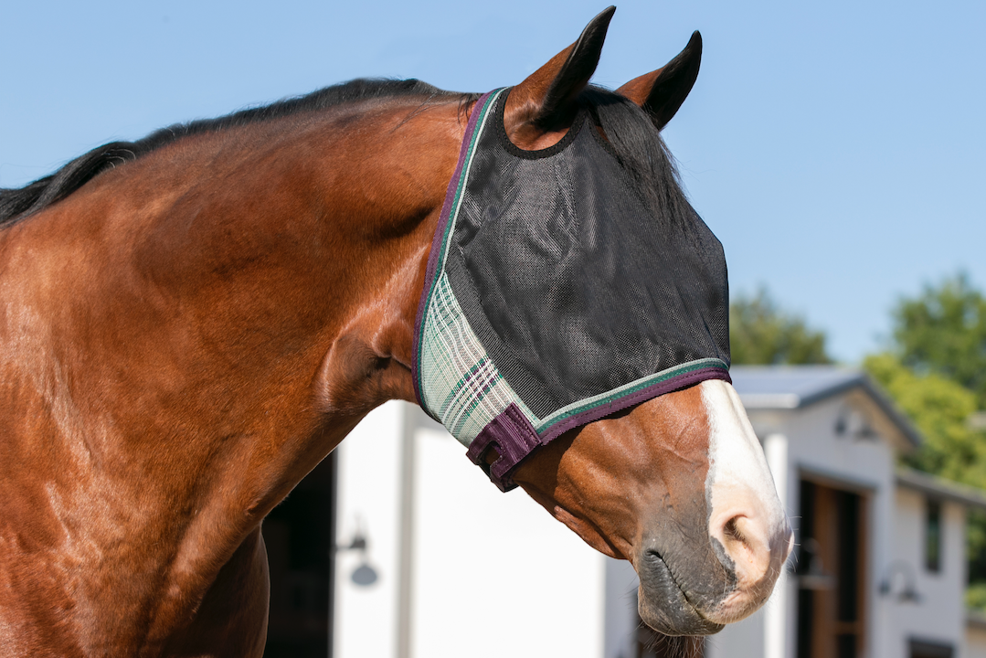 Horse wearing a fly mask with a blurred background