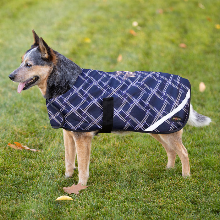 Dog in winter dog coat