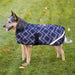 Dog in winter dog coat