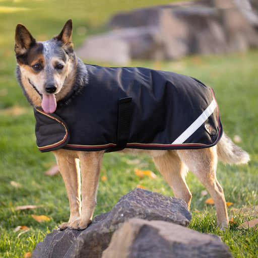 Kensington Dog in winter dog coat 