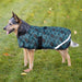 Dog in winter dog coat