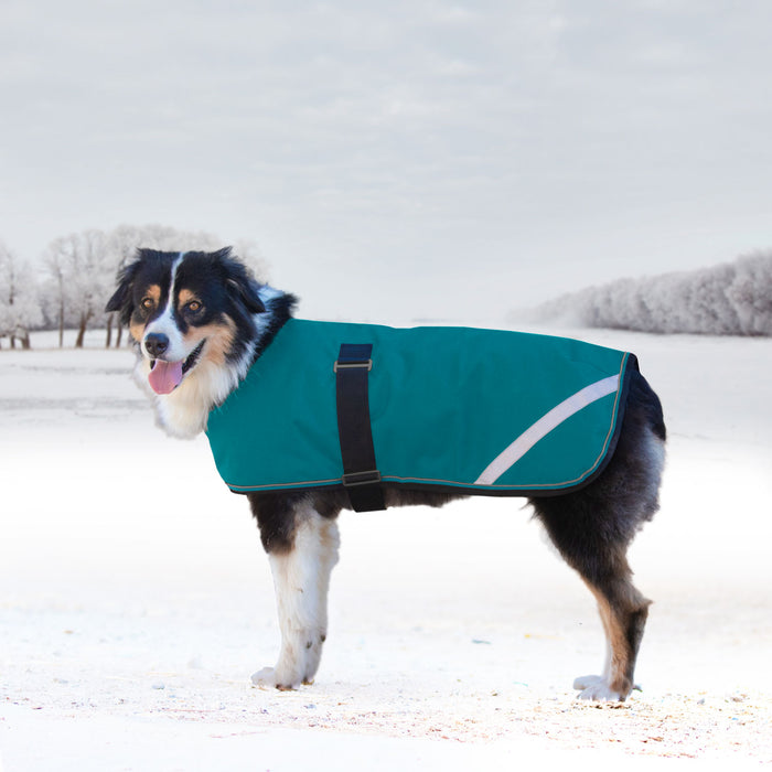 Dog in winter dog coat