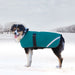 Dog in winter dog coat