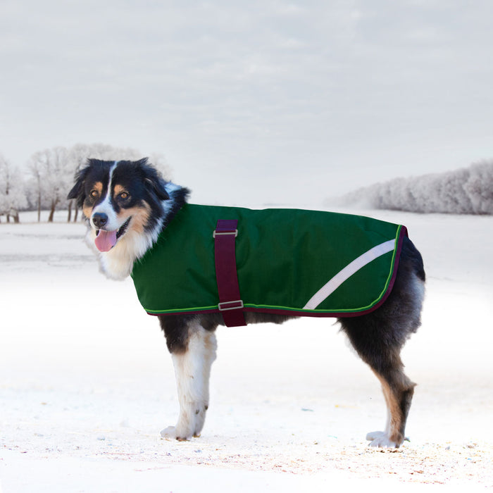 Dog in winter dog coat