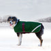 Dog in winter dog coat