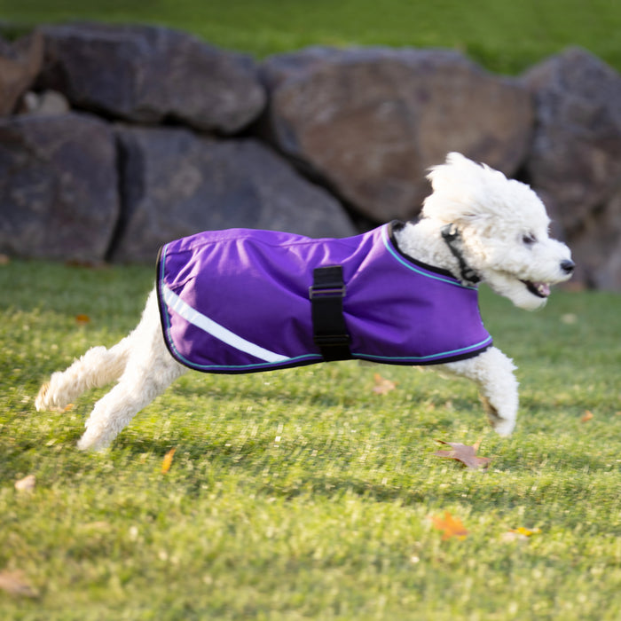 Dog in winter dog coat
