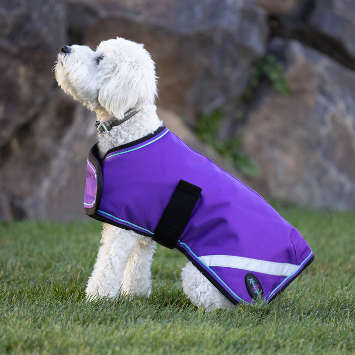 Dog in winter dog coat