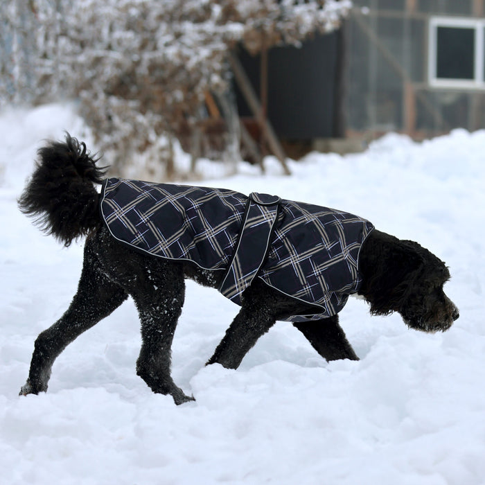 Dog in winter dog coat
