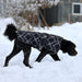 Dog in winter dog coat