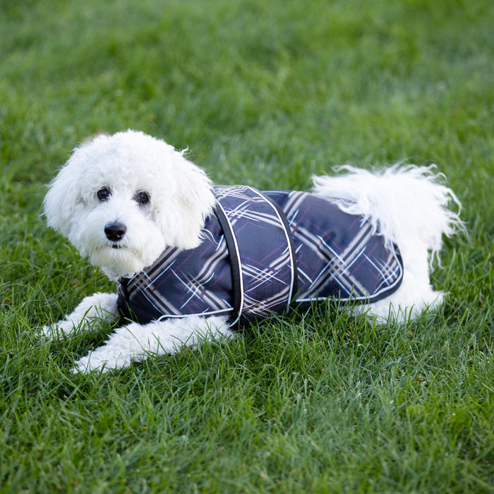 Dog in winter dog coat