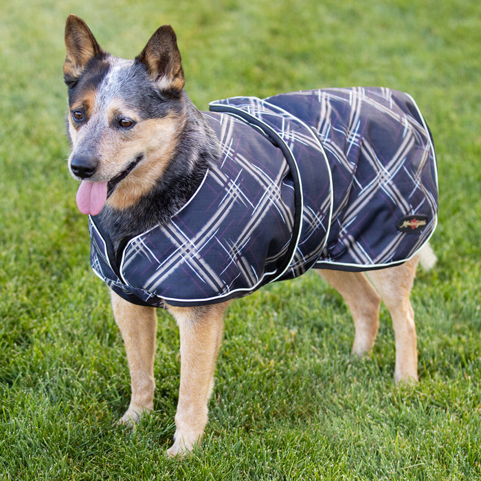 Dog in winter dog coat