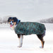 Dog in winter dog coat
