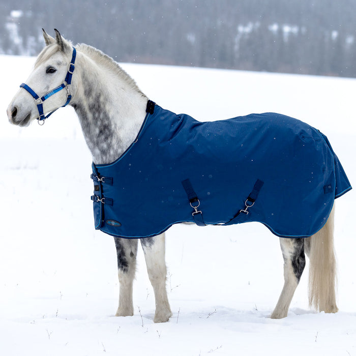horse winter blanket