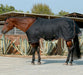 Kensington horse light weight winter blanket Black