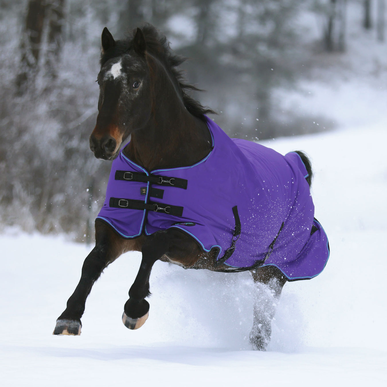 Winter Blankets